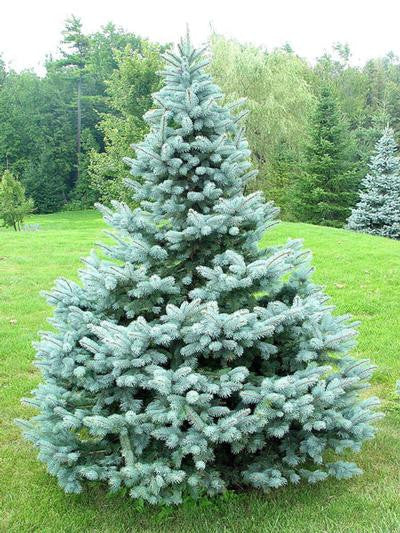 Blue-eyed Spruce Plants